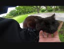 黒猫ちゃんの後についていったらモフモフ接待された