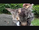 野良猫にねこじゃすりを使ったらふにゃふにゃになってしまった