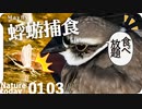 0103【野鳥が蜉蝣を捕食】猛禽類トビ滑空、ハシビロガモ飛翔、カモもシギチもセキレイも昆虫食。カワセミ喧嘩、鳩猫に襲われた？カイガラムシにユスリカカゲロウ #今日撮り野鳥動画まとめ  #身近な生き物語