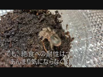 [アネモネ、あぁぁぁ]タランチュラ飼育日記その５２[ぁぁぁぁ（恍惚）]