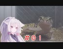 東北イタコと両爬奇蟲 #01 ヒョウモントカゲモドキ【ミルワーム給餌】