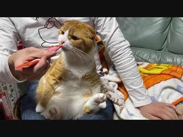 座ってチュールを食べる猫
