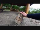 ベロをしまうのを忘れて一心不乱に甘えてくる野良猫に心を奪われた