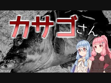 【お台場】琴葉姉妹とシーバスフィッシング！ぷちサイズ【釣具情報】