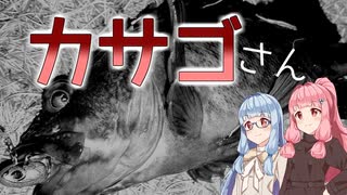 【お台場】琴葉姉妹とシーバスフィッシング！ぷちサイズ【釣具情報】