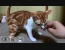 ホームズを迎えに行って来るから待っててね【野良猫保護 当日-1】