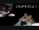【プレイグテイルイノセンス】平和ということを失うのがどこでも必然で、ミッキーマウスの元に襲われる【実況】part1