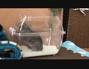 SANKOのデグー砂浴びバスハウス使ってみた　Baths of Degu.