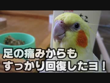 体が固まらないよう飼い主とウォーキング！（25歳オカメインコ）