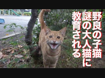 ベテラン子猫、リアル子猫時代に猫としての作法を叩き込まれる