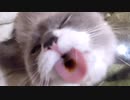 ペロペロ動画