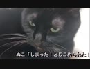 2021年01月03日14時50分放送「謹賀新年猫に会いに来た放送」＠王子の部屋