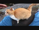神社の野良猫様が激しくモフりを要求してきた