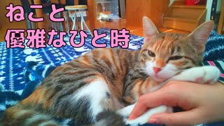 【癒し系ねこ】かわいいが止まらない…！猫と過ごす優雅なひと時に悶絶必至！