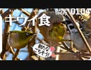 0104【キウイ食スズメジロ】セキレイ飛び捕食、猛禽類チョウゲンボウ、ネズミモチがヒヨドリムクドリに食べられる、金柑も。ヒドリガモ交尾、オオバン綱引き【 #今日撮り野鳥動画まとめ 】 #身近な生き物語