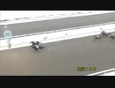 第46回金杯 リュウノシンゲン