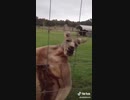 【TIKTOK】カンガルーの圧って凄いのね。