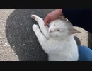 駐車場で偶然出会った白い猫が次第に大胆なポーズになってしまう