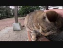誰もいない公園で野良猫がいたのでトントン、ナデナデとスキンシップしてみたゾ