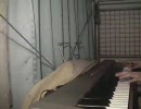 GBカービィのタイトル曲を弾いたみた