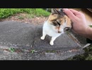 怖がりな野良猫だけど本当は人間と触れ合いたい！と伝わってくる動画