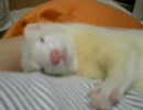 (。-ω-)zzz...