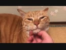 虎猫のエンジン音