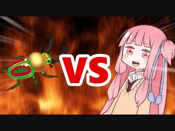 茜ちゃんVSニジイロクワガタ