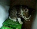 保護した子猫と去年保護したねこ　3