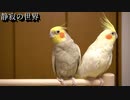 【静寂の世界】マイケルとピヨピヨのコラボ出演です！