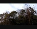 冬の鳥の鳴き声20210105