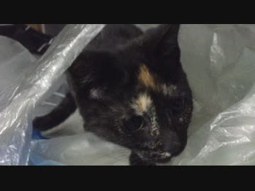 あずき成長日記 2016年2月分