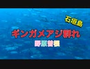 野原曽根ギンガメアジ！石垣島ダイビング