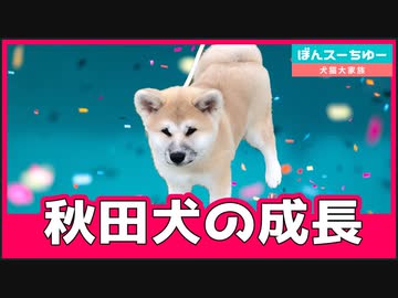 飼い主を噛み続ける”凶暴”秋田犬、だけどかわいい