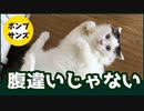 ひとりだけ違う顔したネコの悲哀