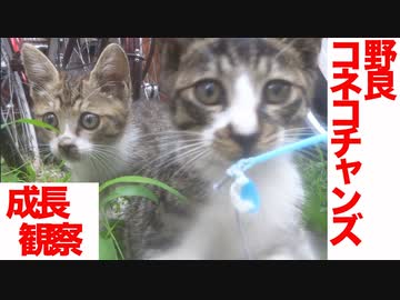 住宅街の野良子猫兄弟、猫社会で成長を披露する