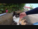 野良猫がグルーミングをしていたのでねこじゃすりで対抗してみた
