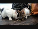 遅れて鳴きながら登場する子猫「カメラを置いていると・・・」