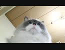 真夜中に目を覚ますと猫に味見されていた。