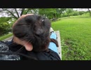 公園のベンチで野良猫と相席したら膝に乗ってきた