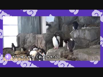 【剣盾】水族館パでワイワイバトル：27【シングルランクシーズン14】