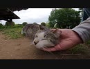 野良猫にそっと近づいたらゴロンと寝っ転がり甘えてきた