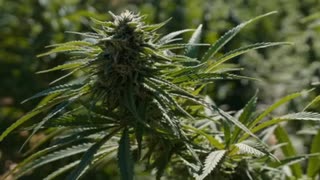 人気の 麻薬 動画 334本 3 ニコニコ動画