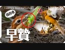0105【モズ早贄】猛禽類オオタカ飛翔、ハッカチョウ。モズ♀キャットファイト、オカヨシガモ交雑、マガモカルガモ雑種マルガモ、アオサギ、鶴見川の野鳥【 #今日撮り野鳥動画まとめ 】 #身近な生き物語