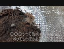[脱皮シーン]タランチュラ飼育日記その５４[事後ではある]