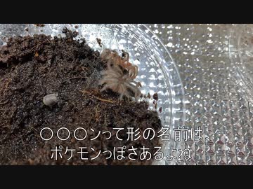 [脱皮シーン]タランチュラ飼育日記その５４[事後ではある]