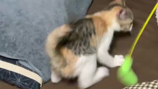 猫じゃらしの正しい使い方
