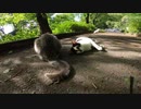 木漏れ日の中で野良猫が集会をしていた、その中の一匹がねこじゃすりに興味をもったｗ