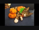 ☆癒やしtime！！我が家の愛猫スライドショー☆