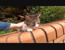 清々しい晴れた日に出会った野良猫が私の手でウットリとろけてしまう動画